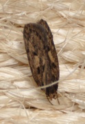 Frømøll (Hofmannophila pseudospretella)