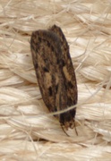 Brown House Moth (Hofmannophila pseudospretella)