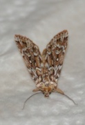 True Lover's Knot (Lycophotia porphyrea)