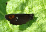 Fløyelsringvinge (Erebia ligea)