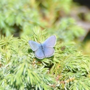 Idas blue (Plebejus idas)