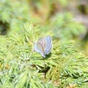 Idas blue (Plebejus idas)
