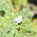 Idasblåvinge (Plebejus idas)