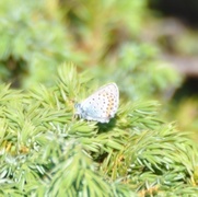 Idas blue (Plebejus idas)