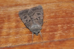 Double Dart (Graphiphora augur)