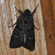 Black Rustic (Aporophyla nigra)