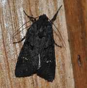 Stort lyngheifly (Aporophyla nigra)