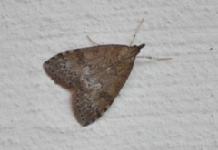 Dusky Pearl (Udea prunalis)