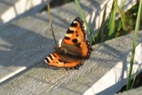 Neslesommerfugl (Aglais urticae)