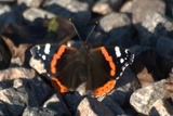 Admiral (Vanessa atalanta)