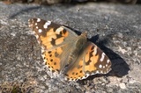 Tistelsommerfugl (Vanessa cardui)