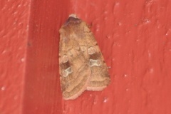 Small Square-spot (Diarsia rubi)