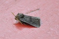 Skyggefly (Rusina ferruginea)