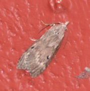 Bee Moth (Aphomia sociella)