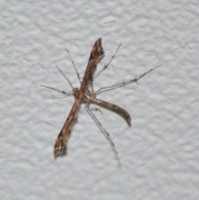 Beautiful Plume (Amblyptilia acanthadactyla)