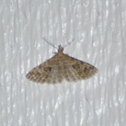 Many-plumed Moth (Alucita hexadactyla)
