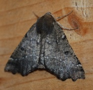 Scalloped Hazel (Odontopera bidentata)
