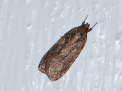 Large Carrot Flat-body (Agonopterix ciliella)