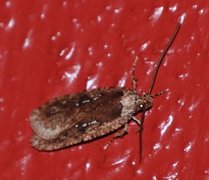 Large Carrot Flat-body (Agonopterix ciliella)