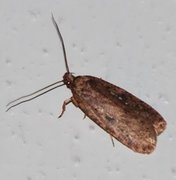 Large Carrot Flat-body (Agonopterix ciliella)