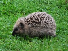 Hedgehog (Erinaceus europaeus)