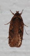 Large Carrot Flat-body (Agonopterix ciliella)