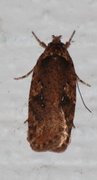 Agonopterix ciliella