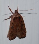 Large Carrot Flat-body (Agonopterix ciliella)