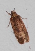 Large Carrot Flat-body (Agonopterix ciliella)