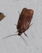 Large Carrot Flat-body (Agonopterix ciliella)