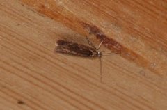 Large Carrot Flat-body (Agonopterix ciliella)