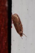 Large Carrot Flat-body (Agonopterix ciliella)
