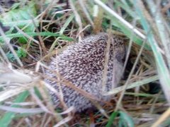 Hedgehog (Erinaceus europaeus)