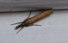 Barred Grass-veneer (Agriphila inquinatella)