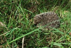 Hedgehog (Erinaceus europaeus)