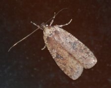 Common Flat-body (Agonopterix heracliana)