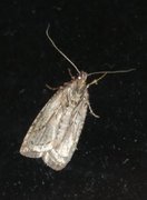 Common Flat-body (Agonopterix heracliana)