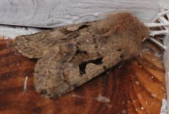 Buemerket seljefly (Orthosia gothica)