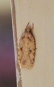 Agonopterix arenella