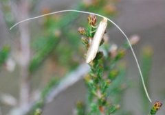 Large Long-horn (Nematopogon swammerdamella)