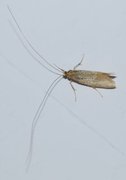 Large Long-horn (Nematopogon swammerdamella)