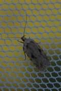 Agonopterix arenella