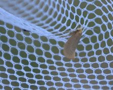 Large Long-horn (Nematopogon swammerdamella)
