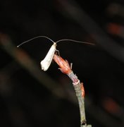 Large Long-horn (Nematopogon swammerdamella)