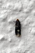 Common Bright (Incurvaria oehlmanniella)