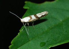 Gold Rowan Argent (Argyresthia sorbiella)