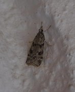 Common Grey (Scoparia ambigualis)