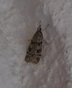 Junimosemott (Scoparia ambigualis)