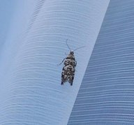 Stripet grankveldvikler (Epinotia tedella)