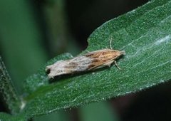 Tistelengvikler (Eucosma cana)